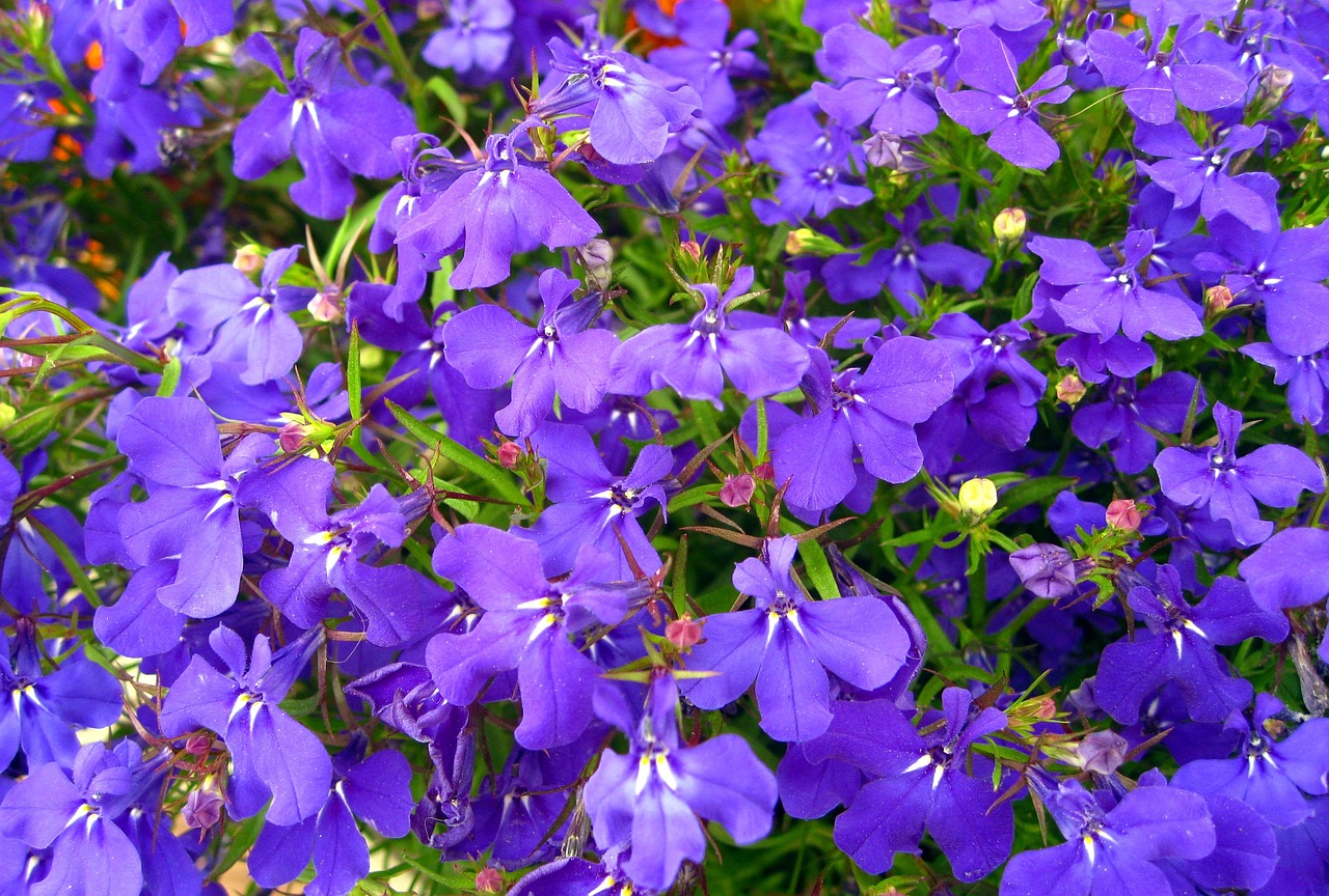 Lobelia wieloletnia - uprawa, pielęgnacja i odmiany w ogrodzie