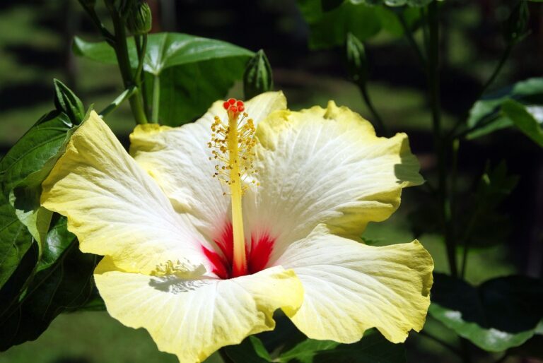 Hibiskus odmiany: Przewodnik po różnorodności i uprawie