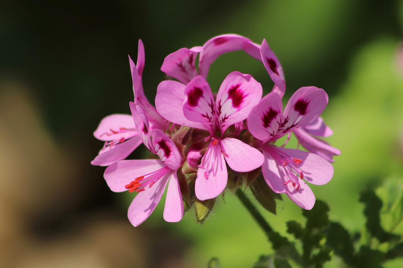 Jak przycinać geranium - przewodnik po uprawie i pielęgnacji